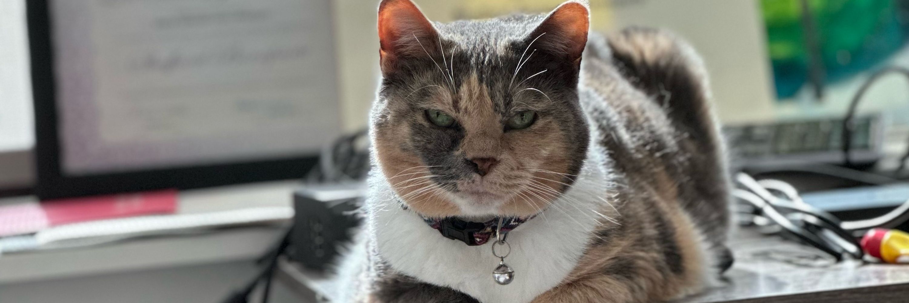 Novacaine Neck