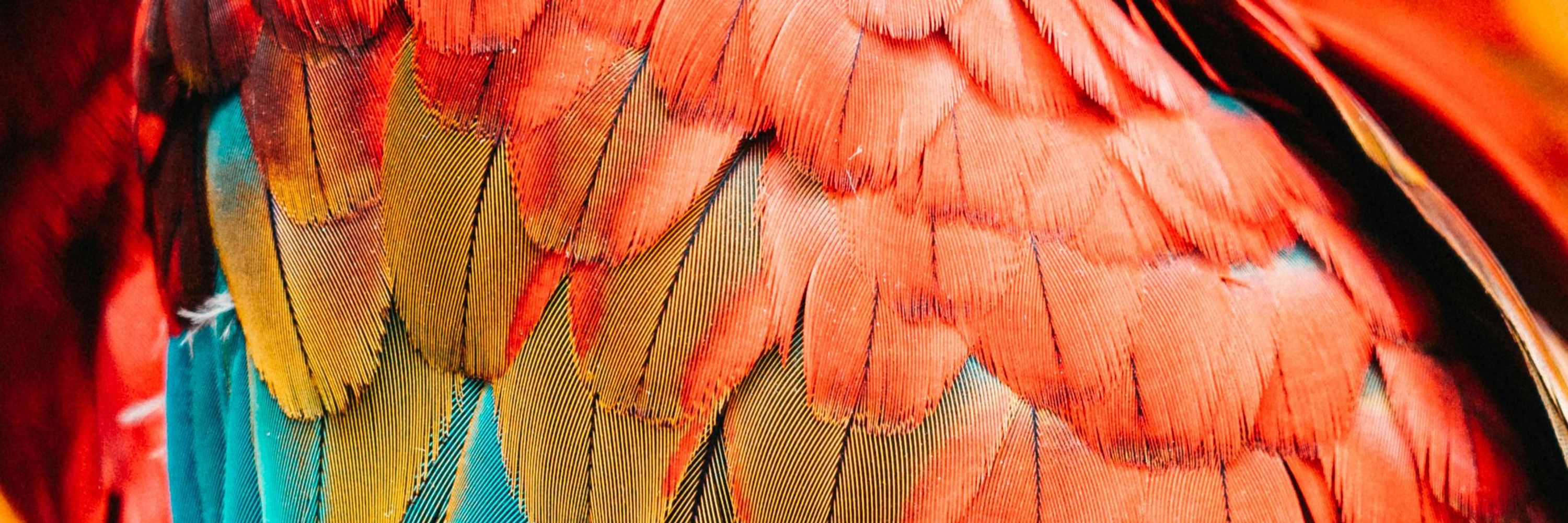 FancifulCrow