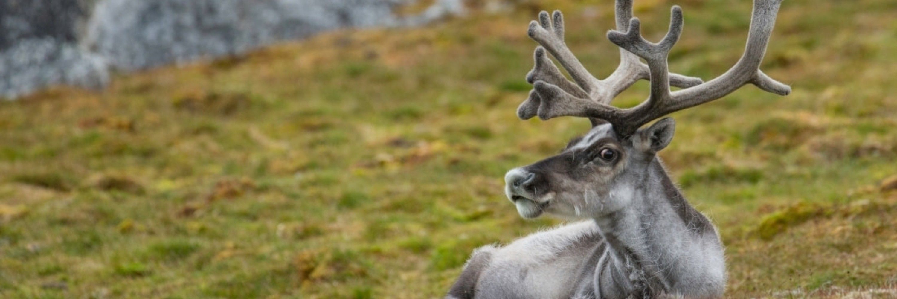 Sakura Reindeer ΘΔ