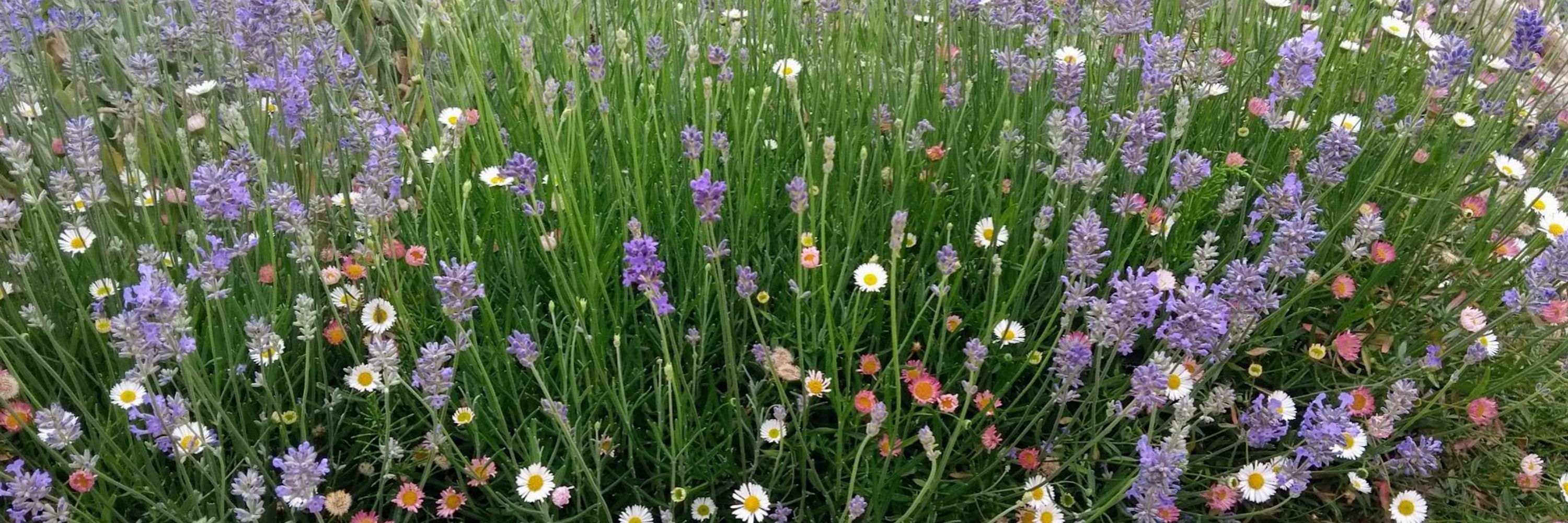 🌱 Tony‘s Allotment Tales 🌱🏴 No Pasarán