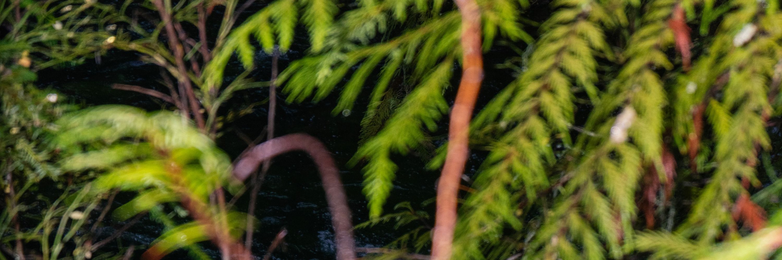 Briar Pine