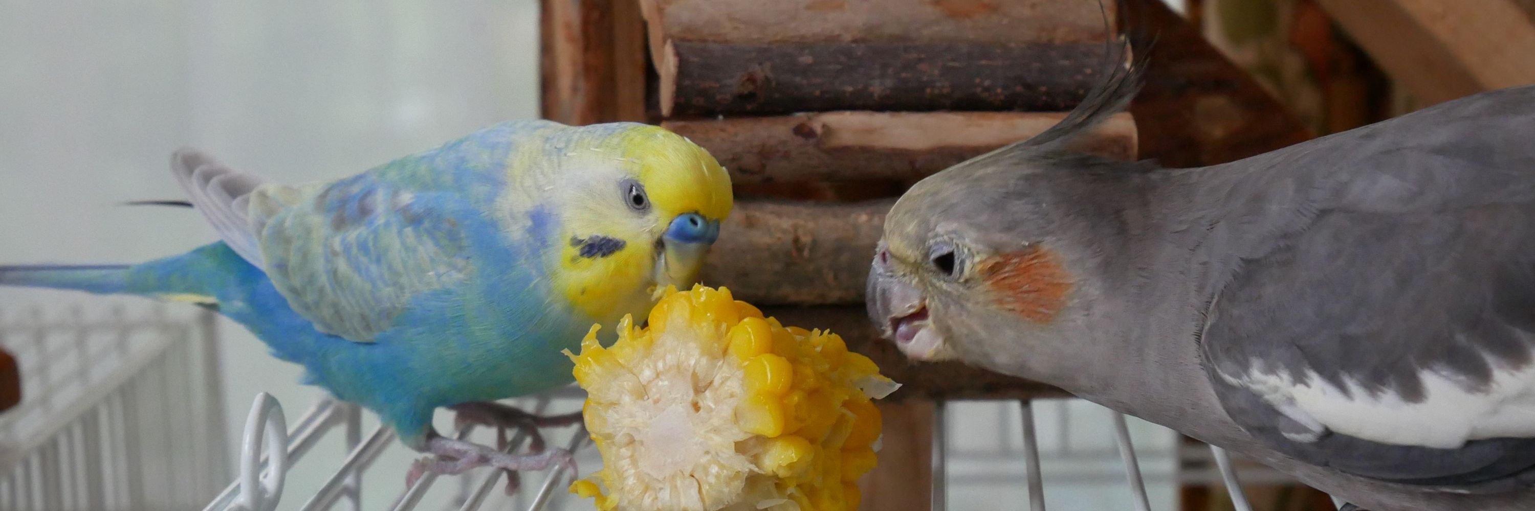 オカメインコ　ココ