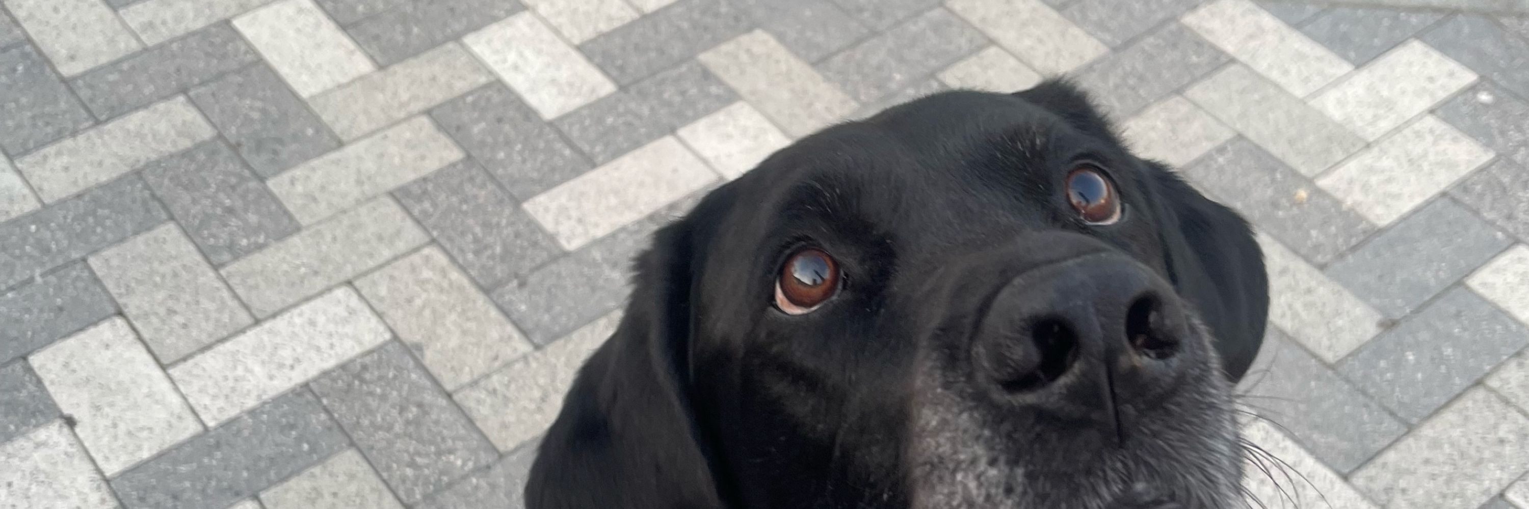 Furious Blind Guide Dog Dad 🏳️‍🌈