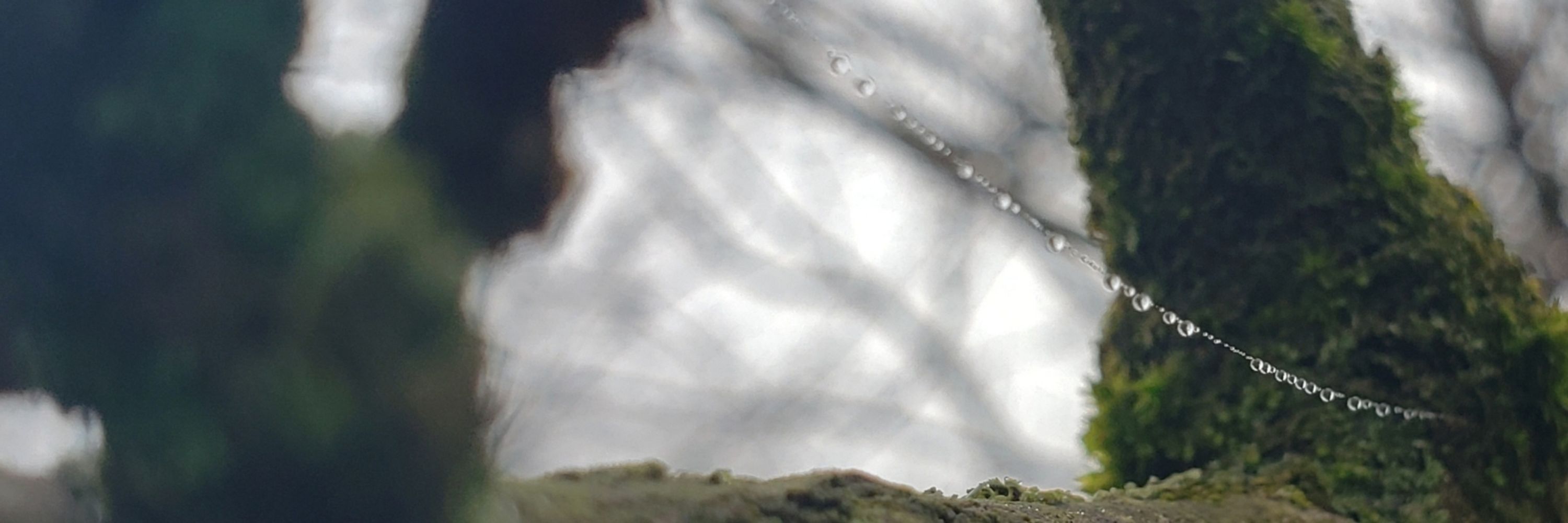 Just a dreary frog