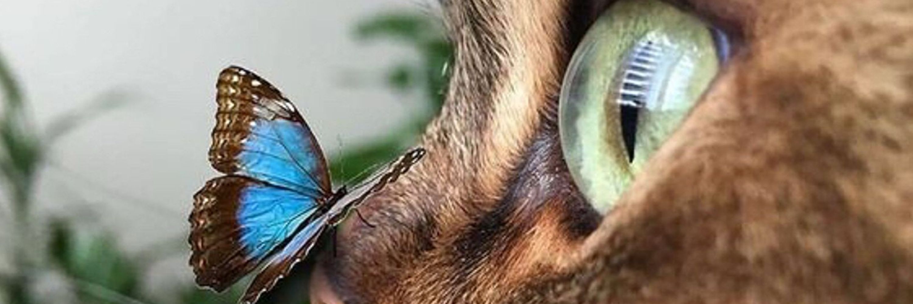 Gatos fofos