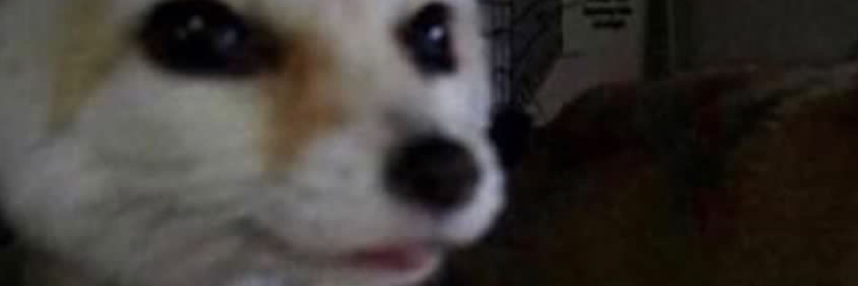 Fennec