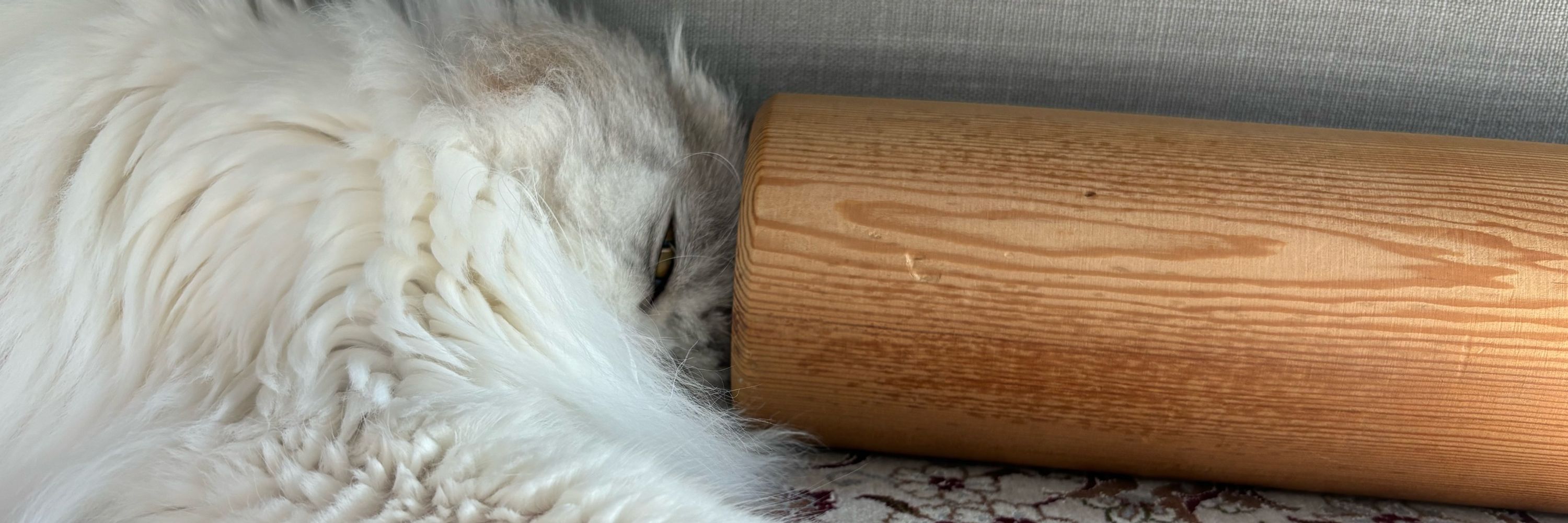 lemmiecat
