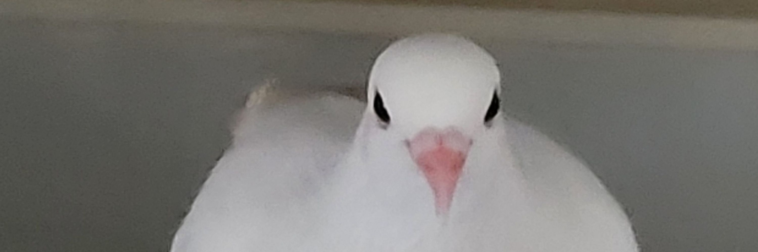 Uglybird