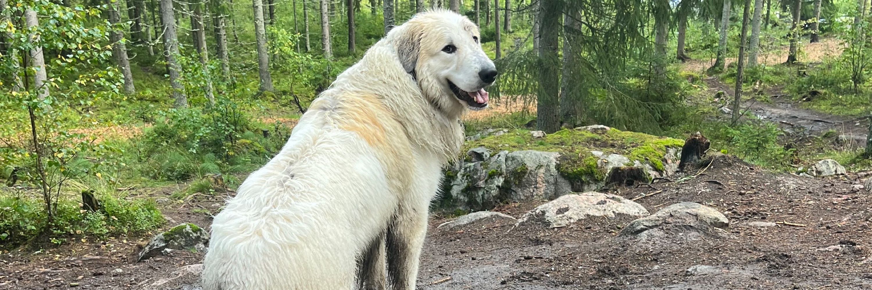 Odin