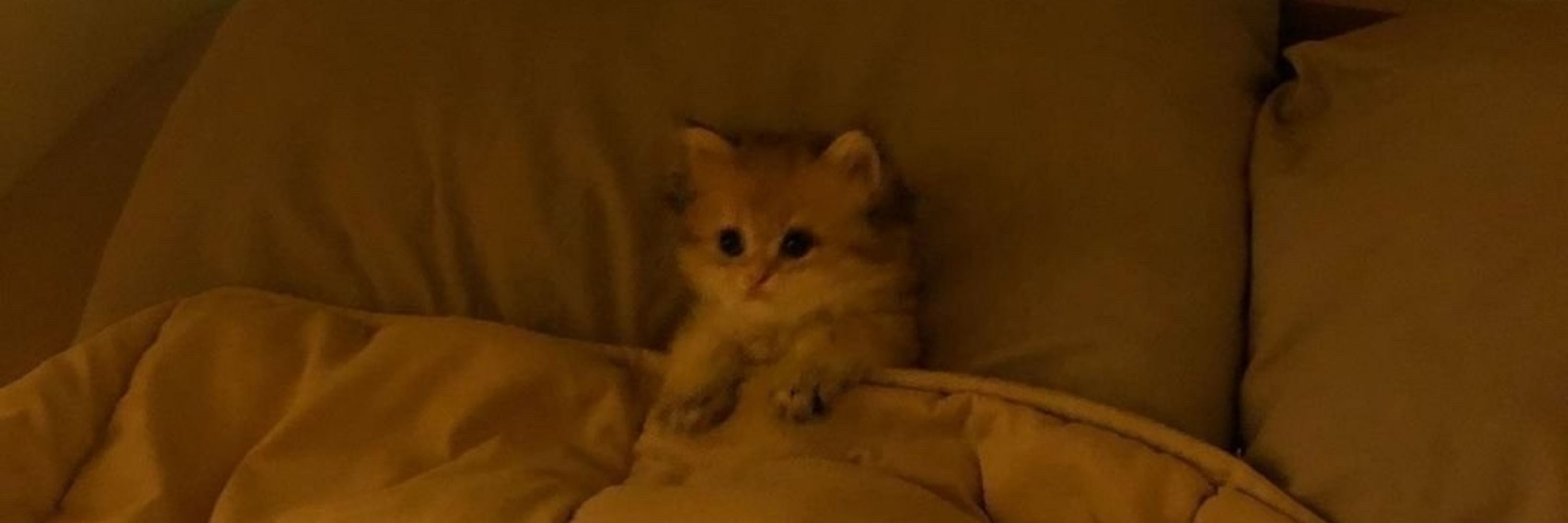 ole