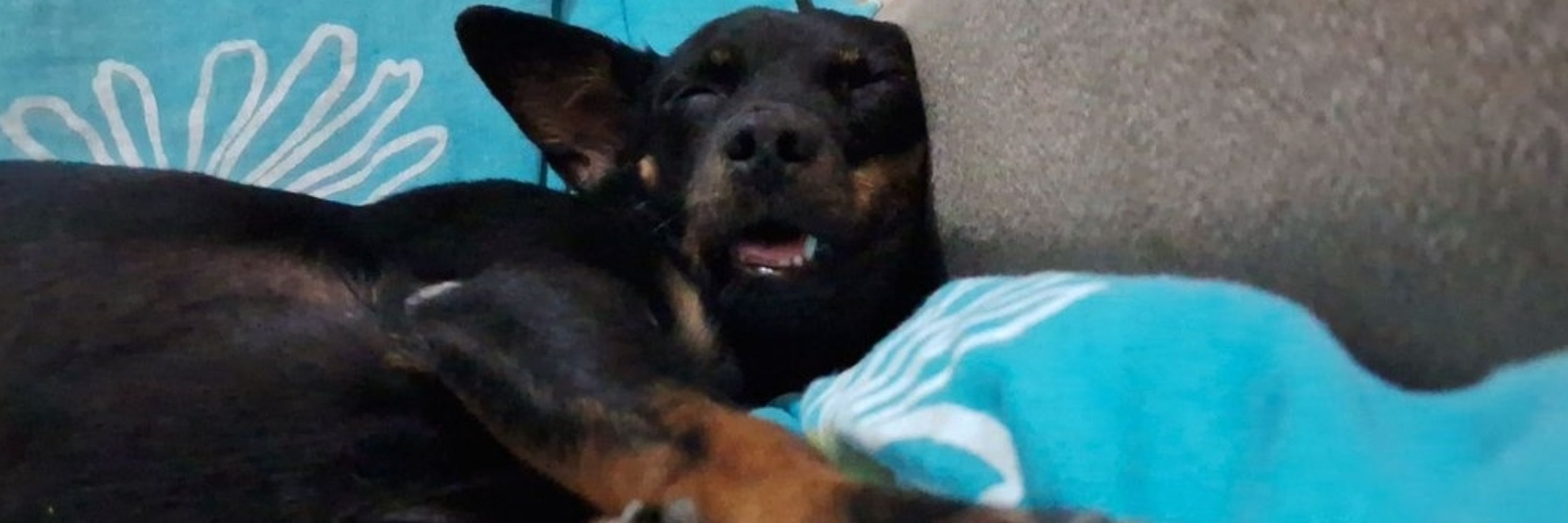 Laurinha 