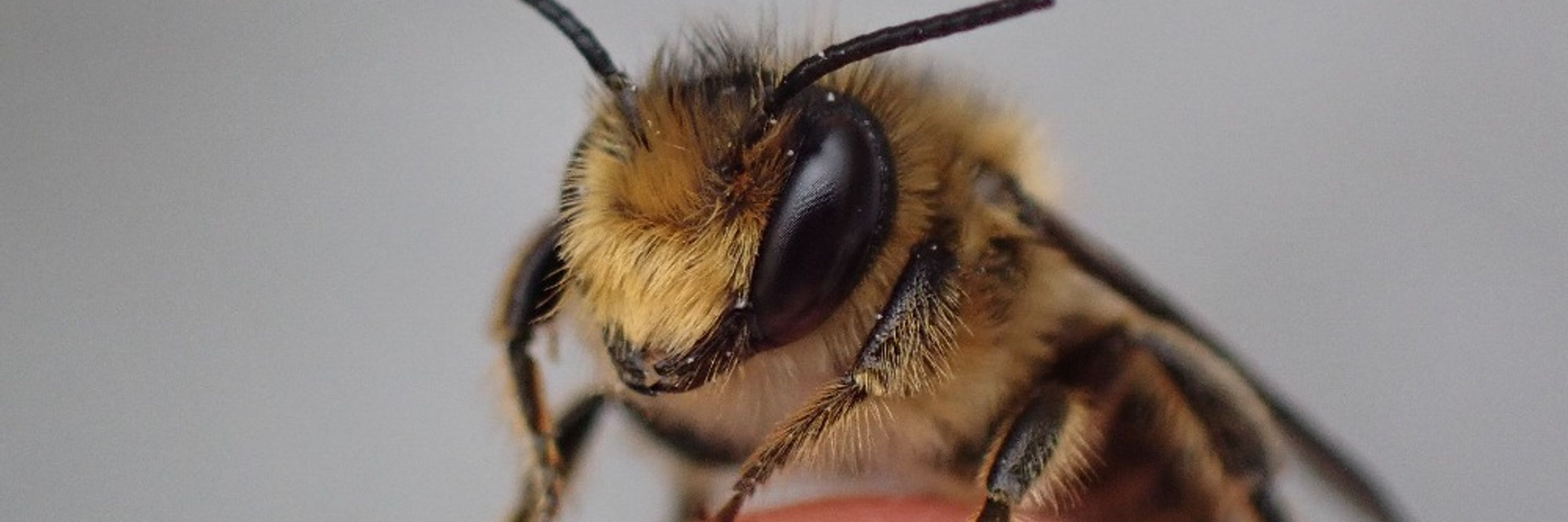 Ireland's Incredible Invertebrates!