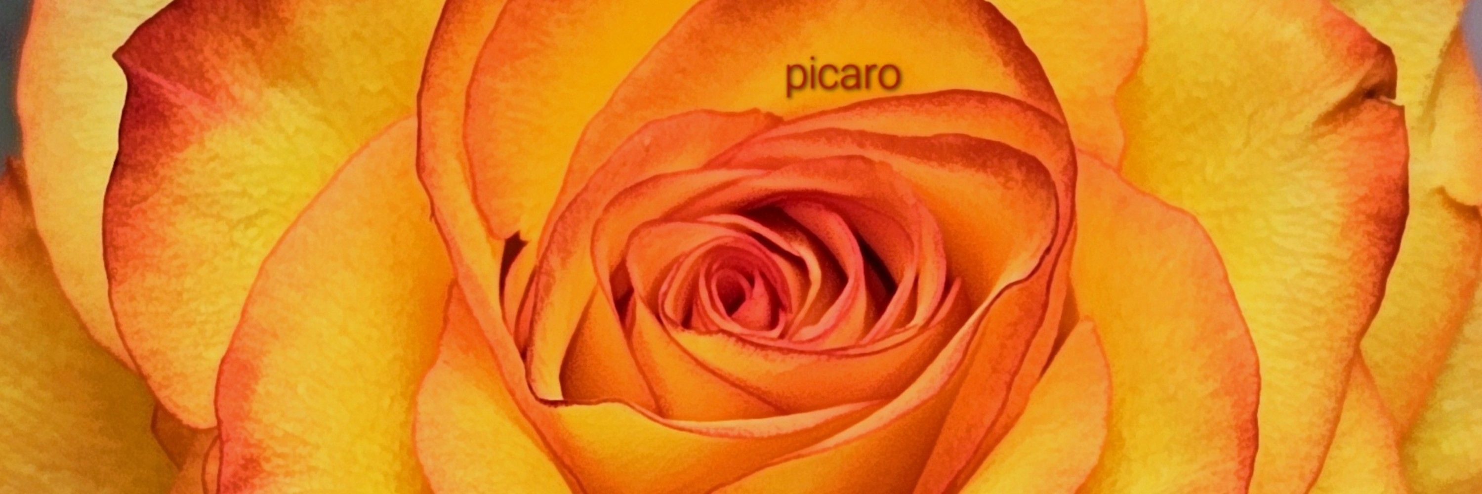 Picaro (they/ he)