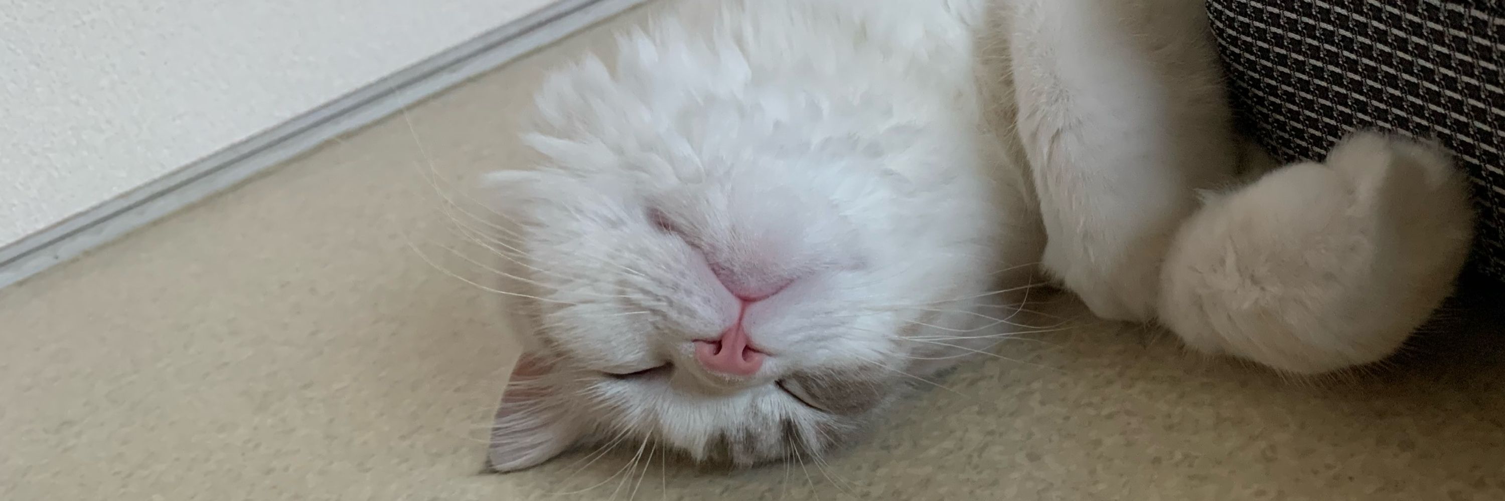 みーこ