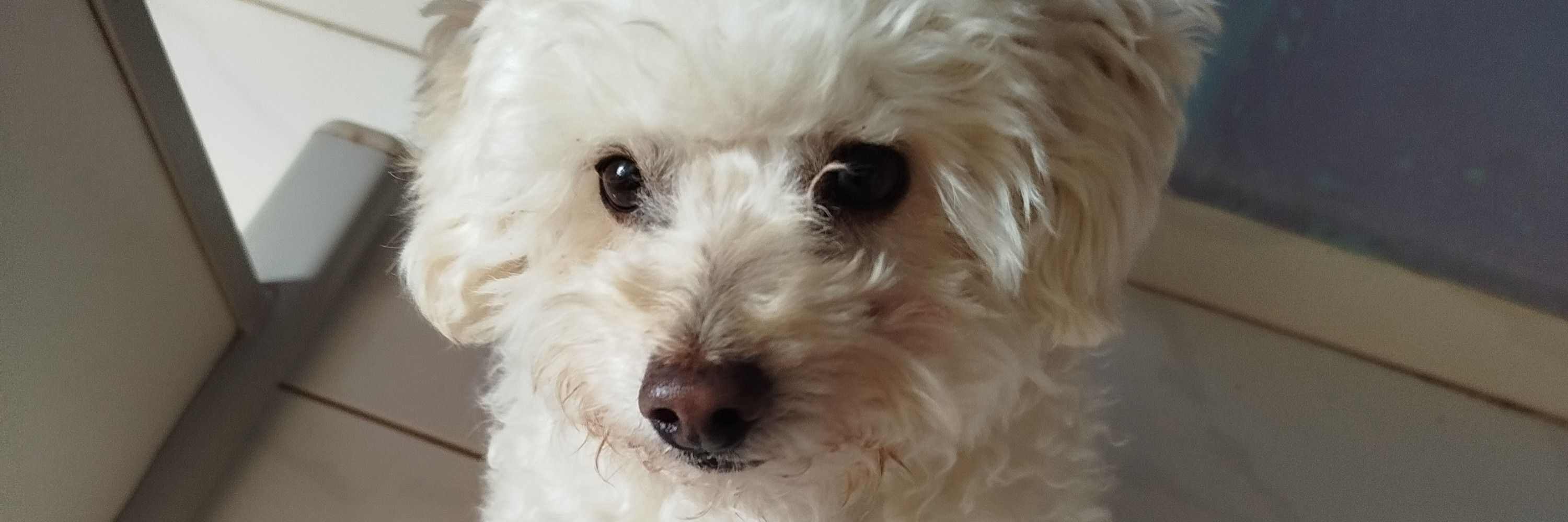 Raiki