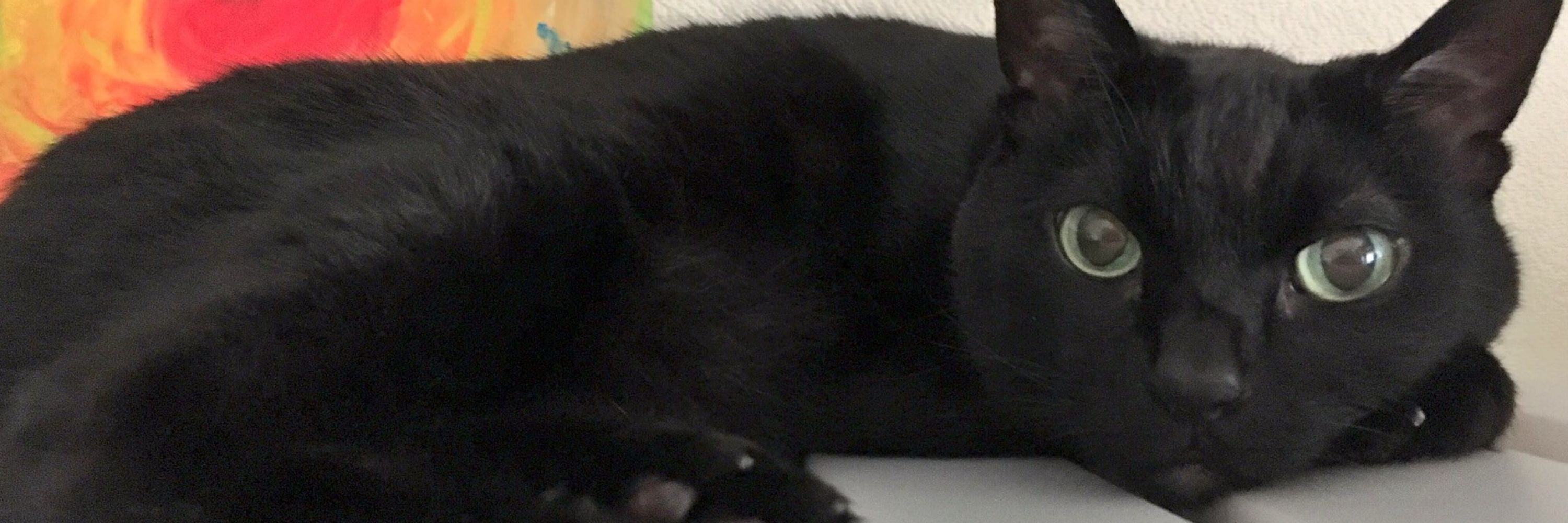 まゆのあお