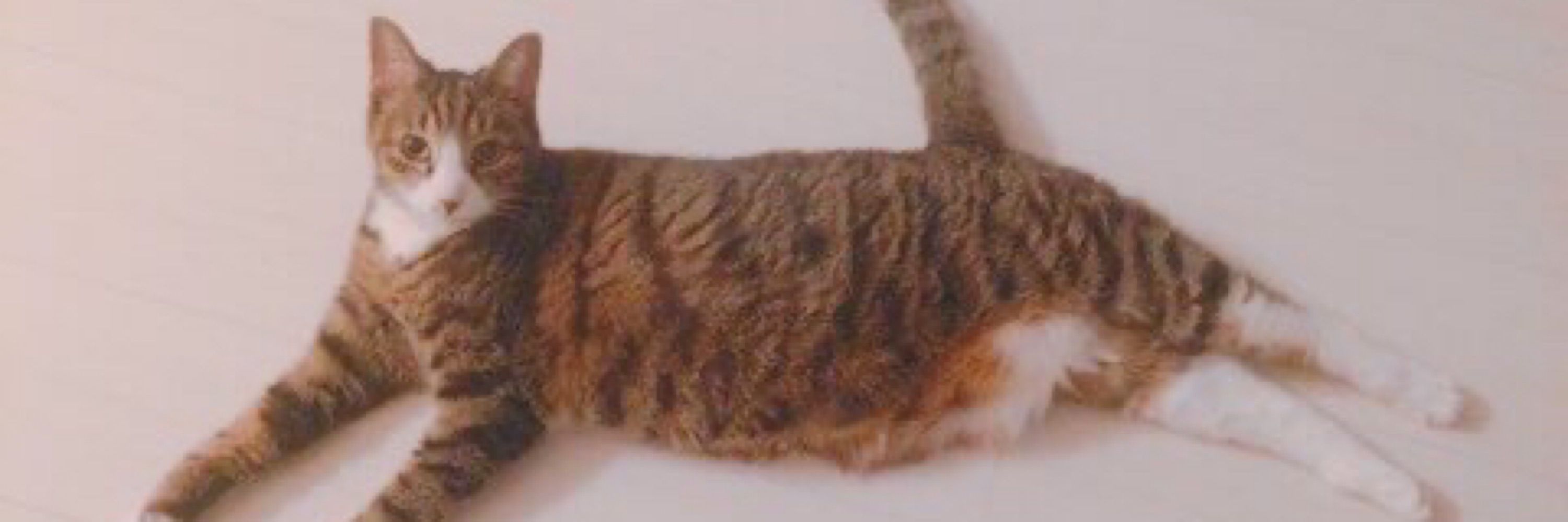 Necopanda