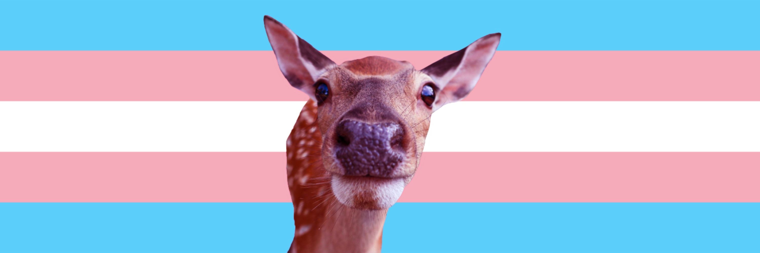 🫒🦌 transgendeer 🦌🫒