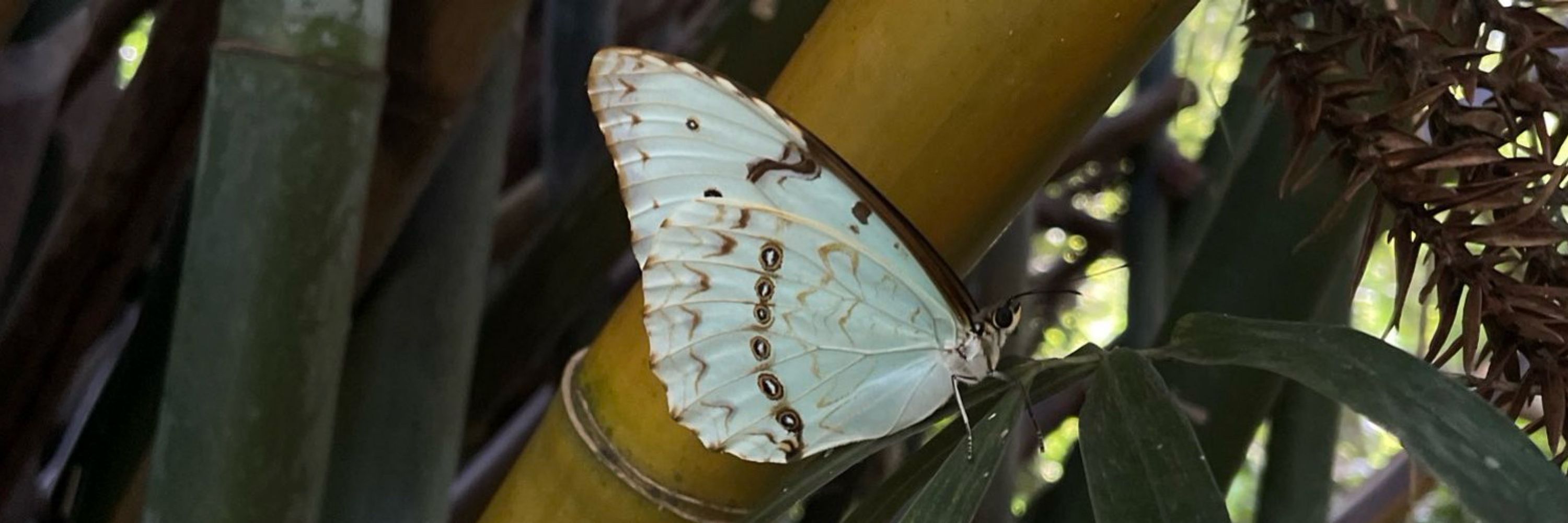 manela