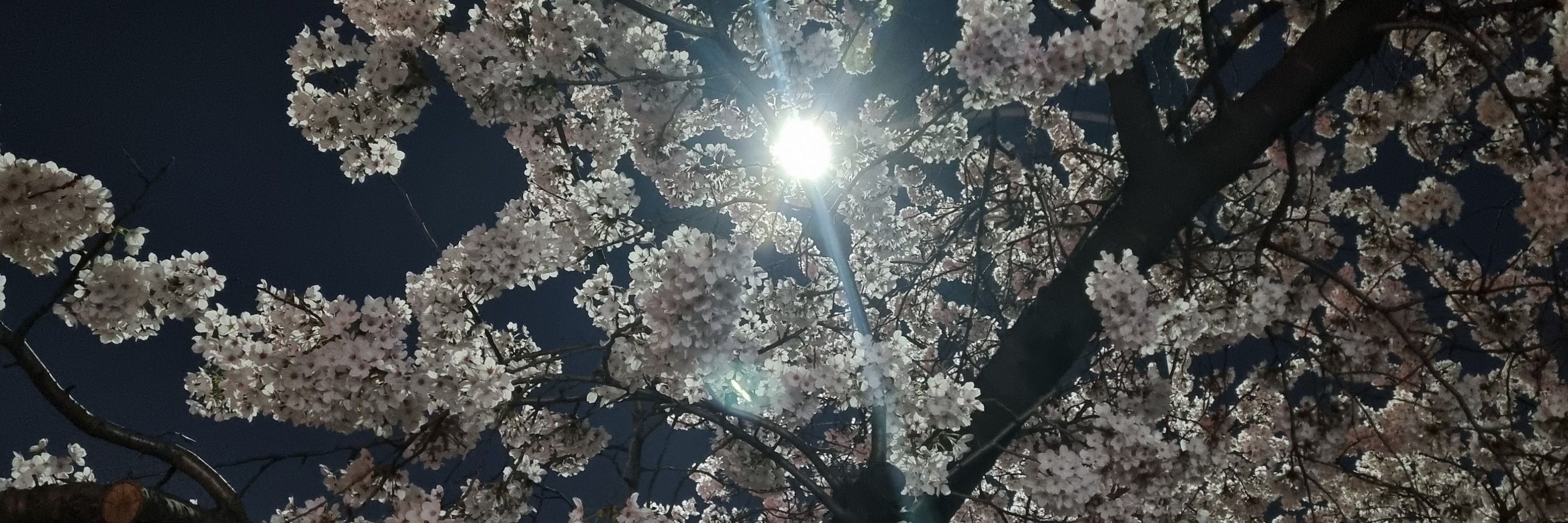김두치두치촤