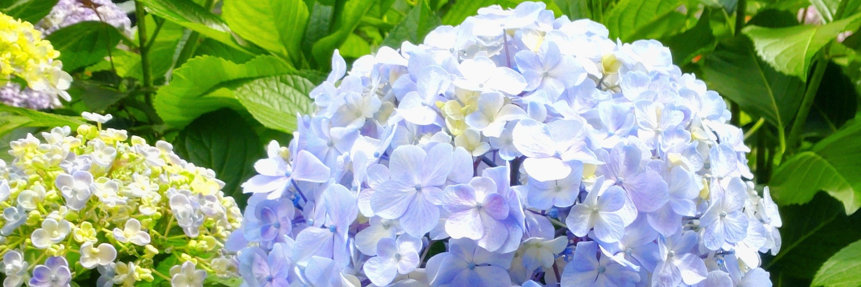 山本夏子