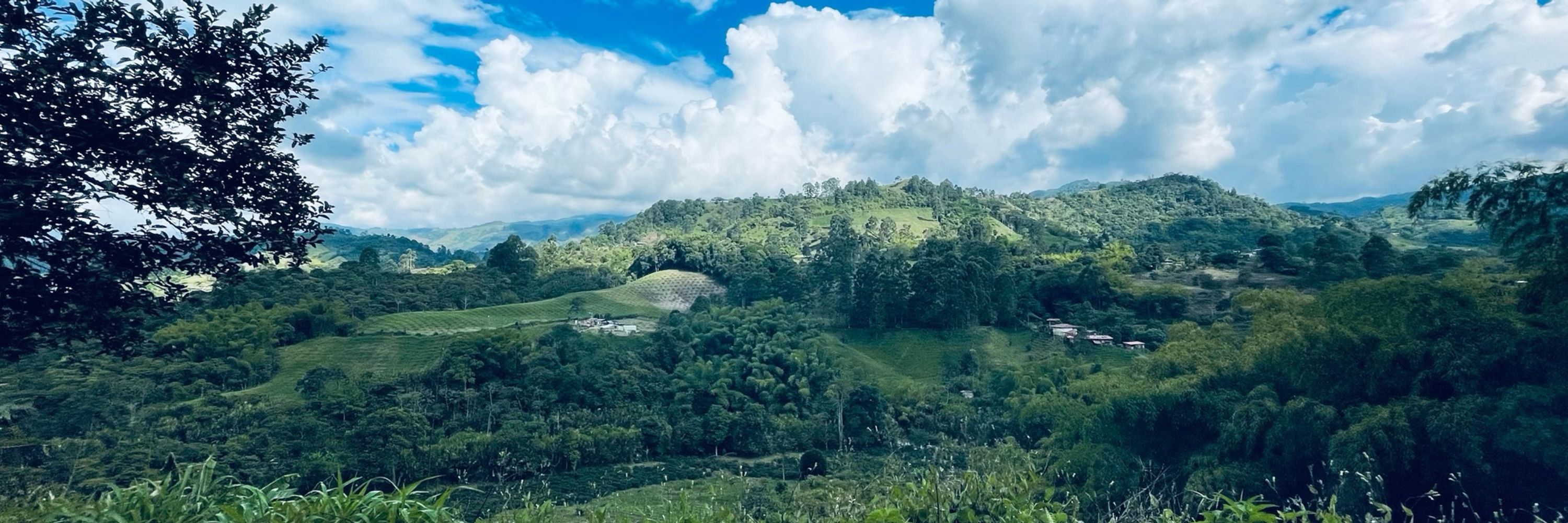 Jikara Starita