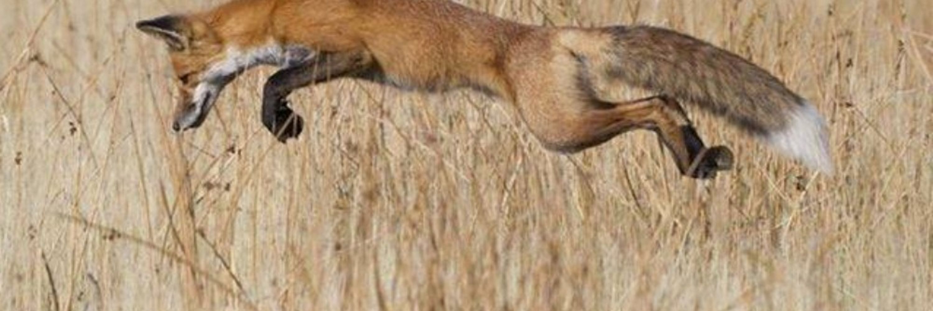 Fox