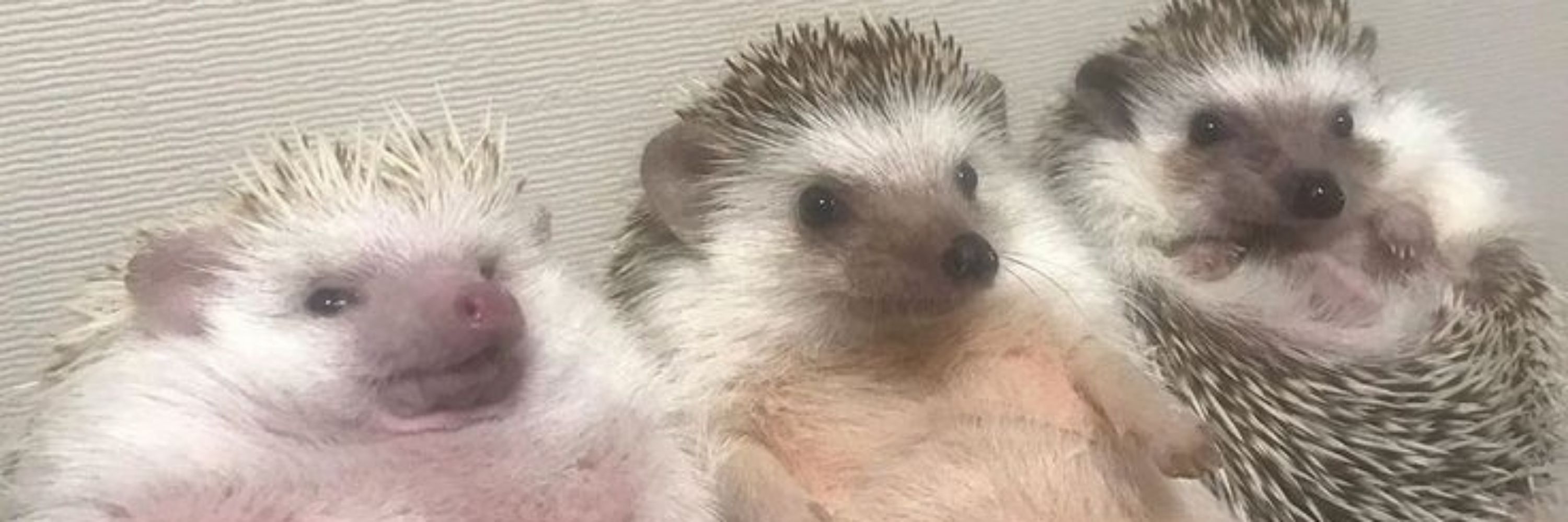 The Ferocious Hedgehog