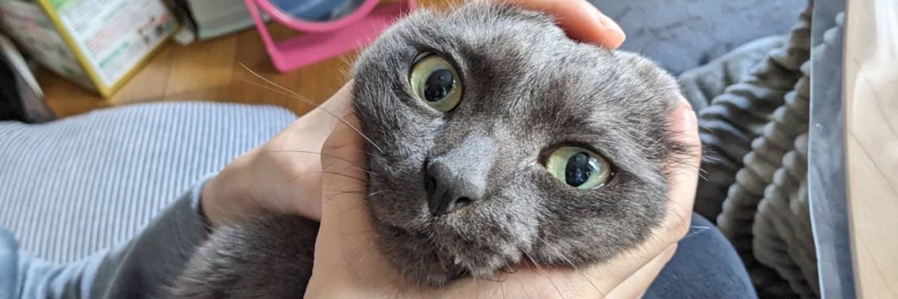 どすハリ