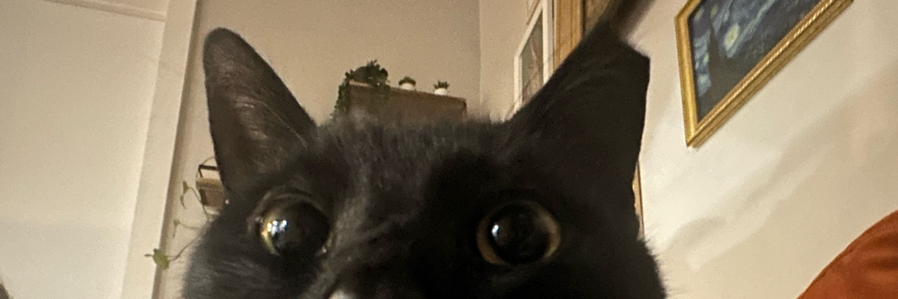 Sinister Cockroach