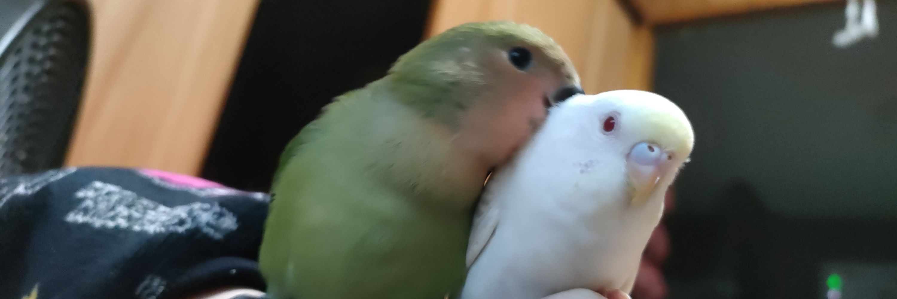 しゅうご