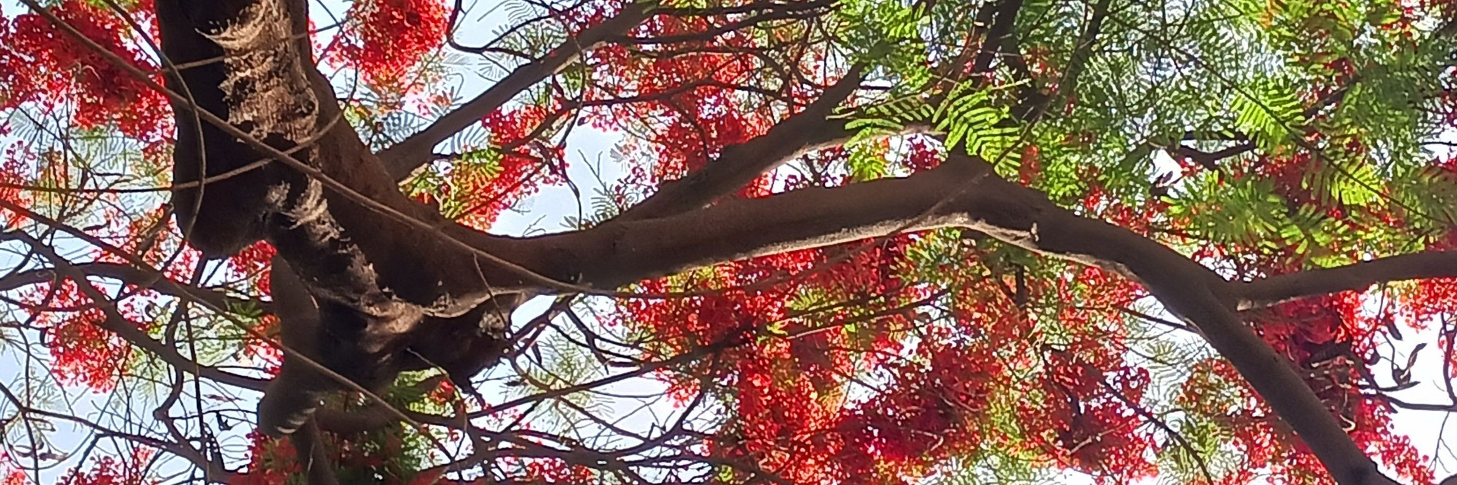 Devirupa Mitra
