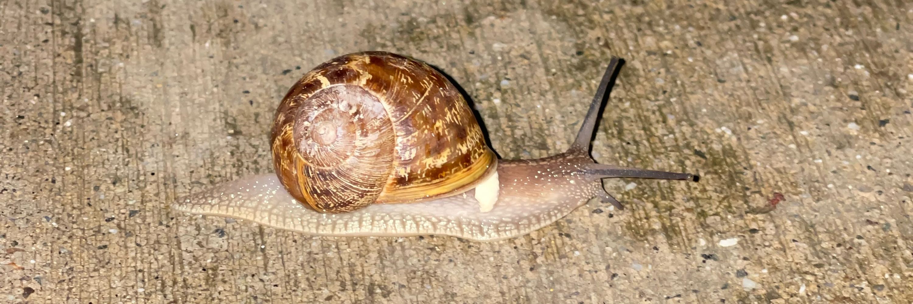 JC