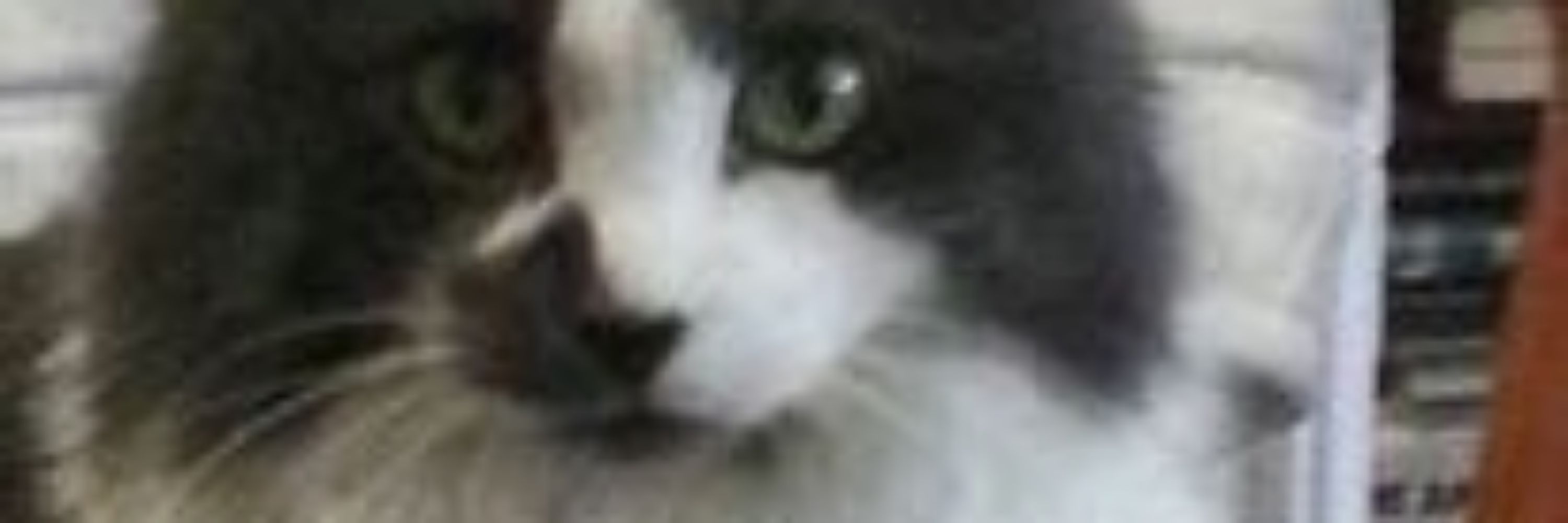 SparkItUpFuzzyTiger