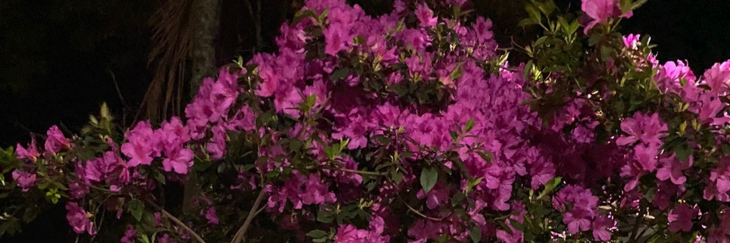 Maria🌺