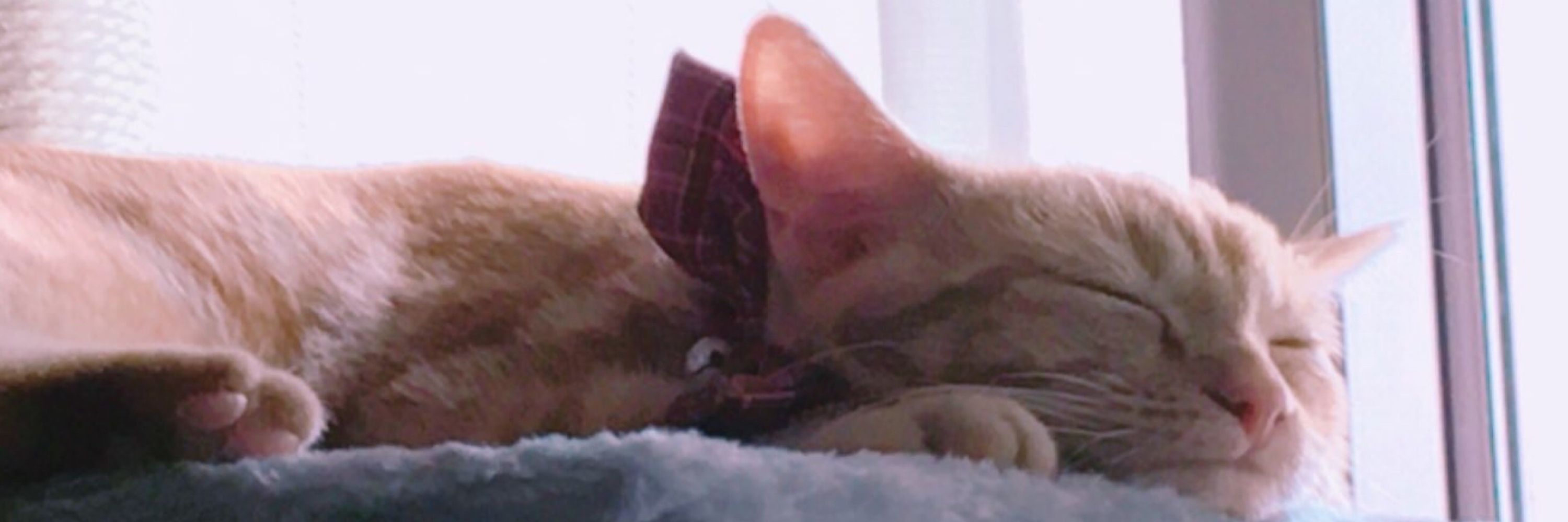 ひよこ🐾