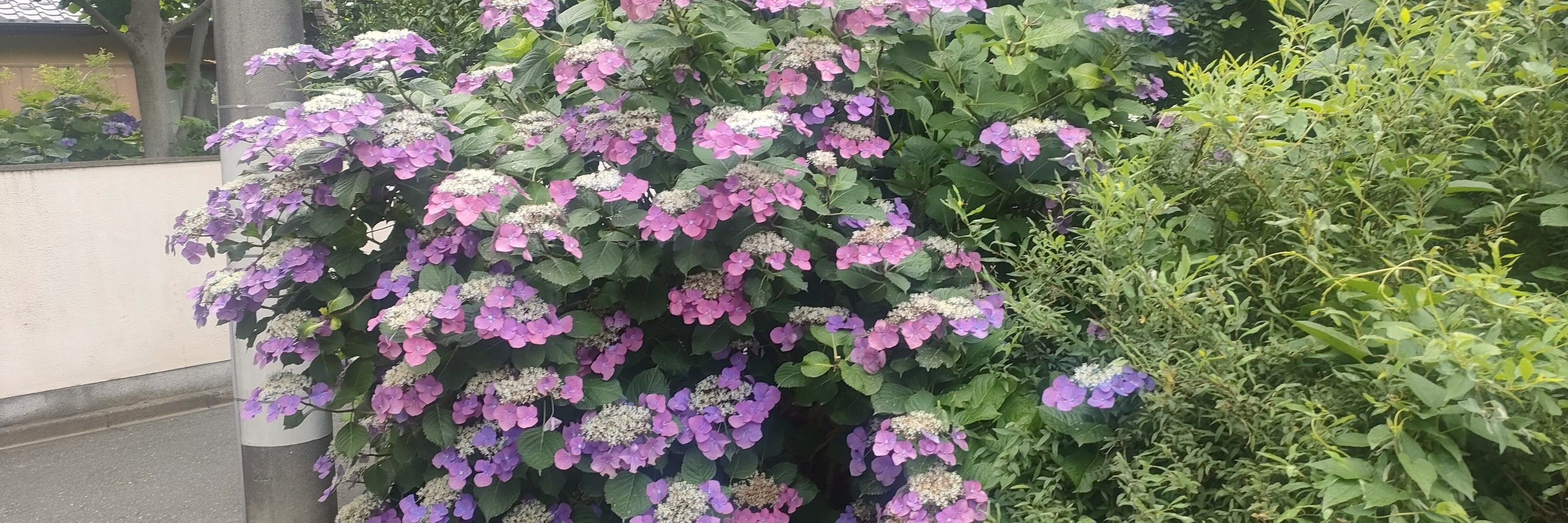 とまと