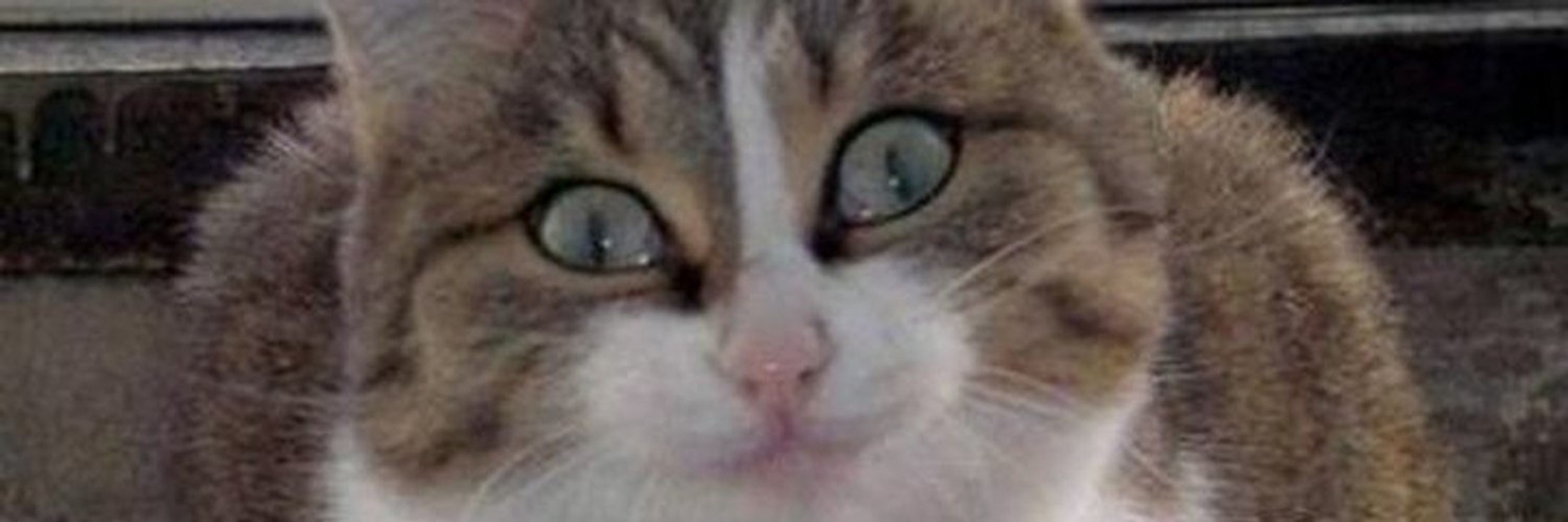 no context memes