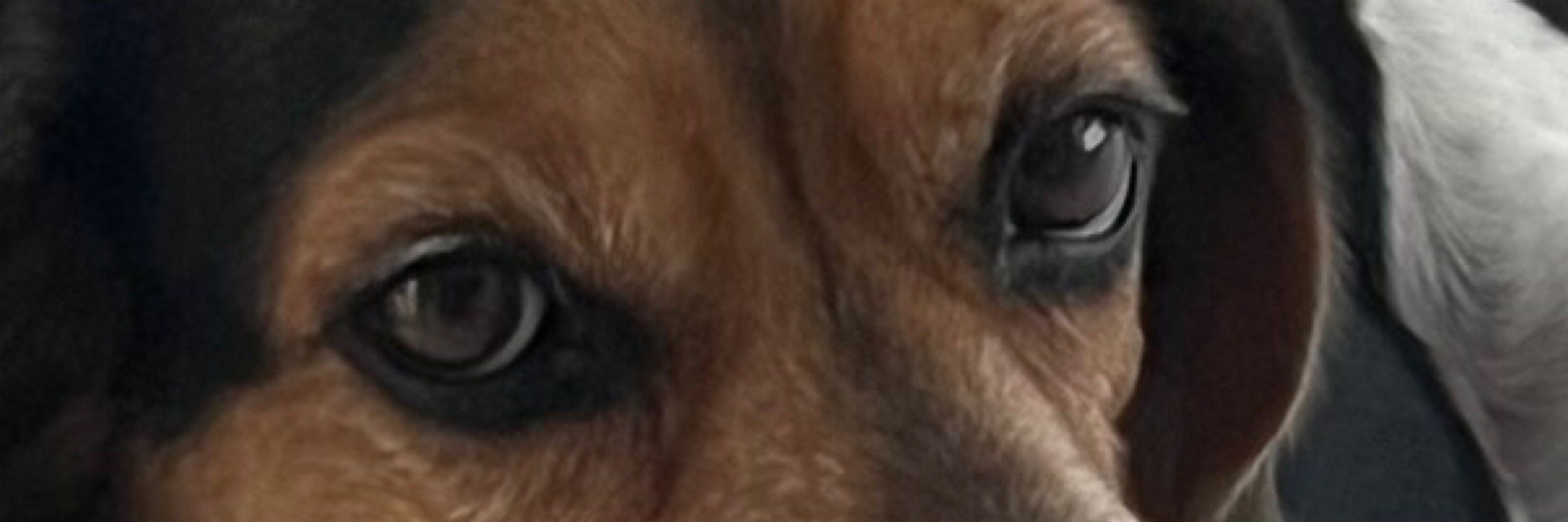 Beagle Pawrent (Paul John)