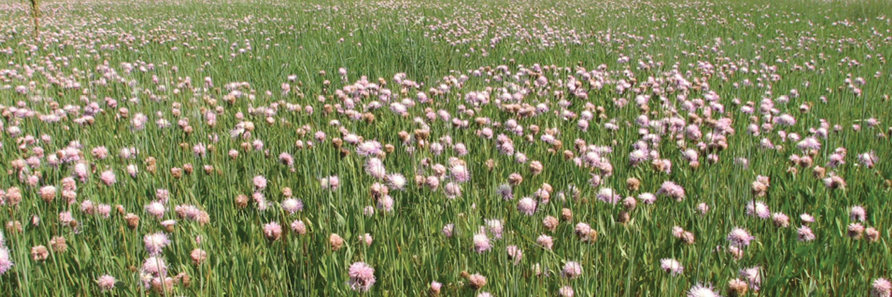 Vegetation Classification and Survey (VCS)
