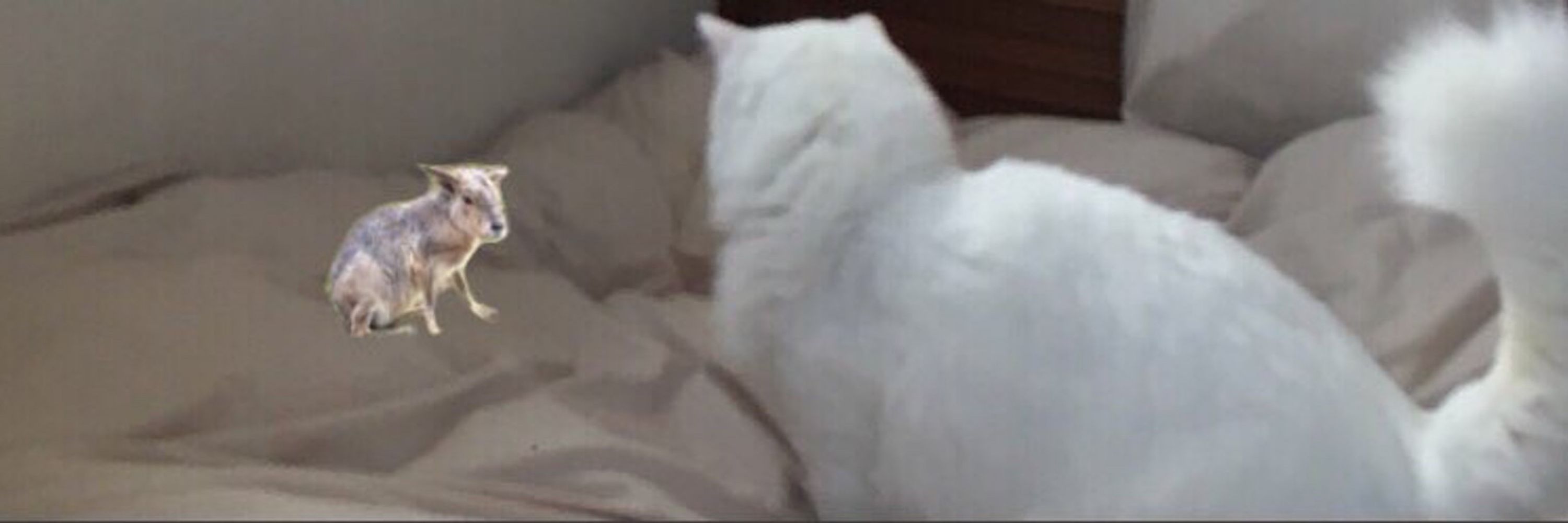 たなぬき