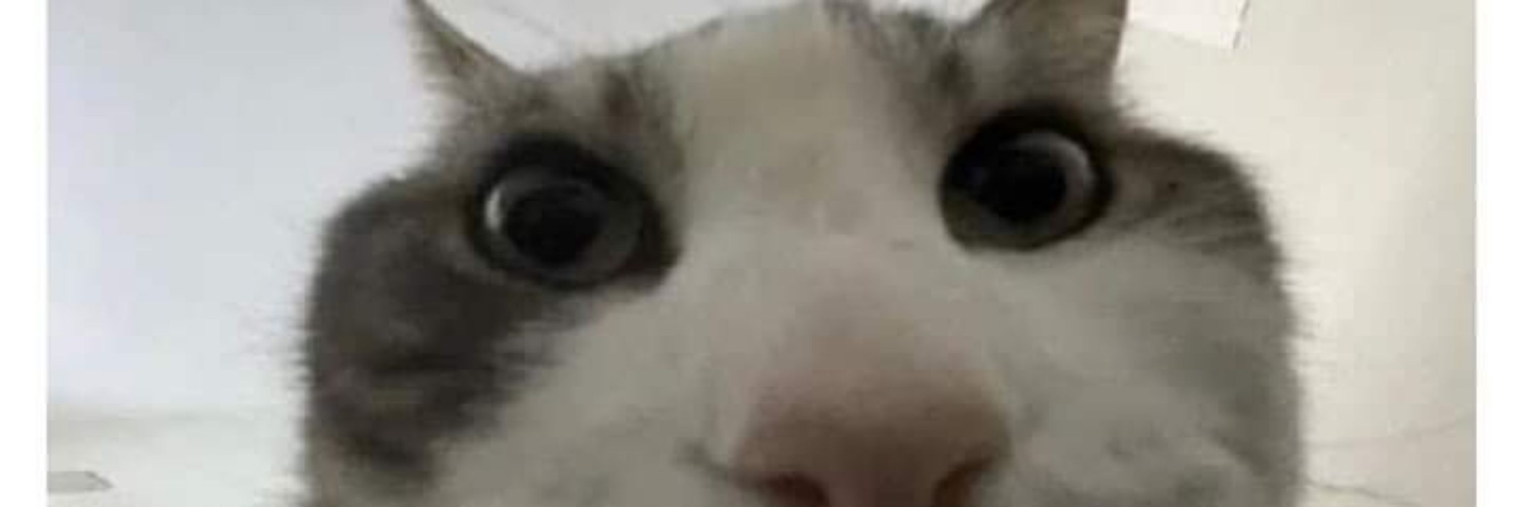 duda 