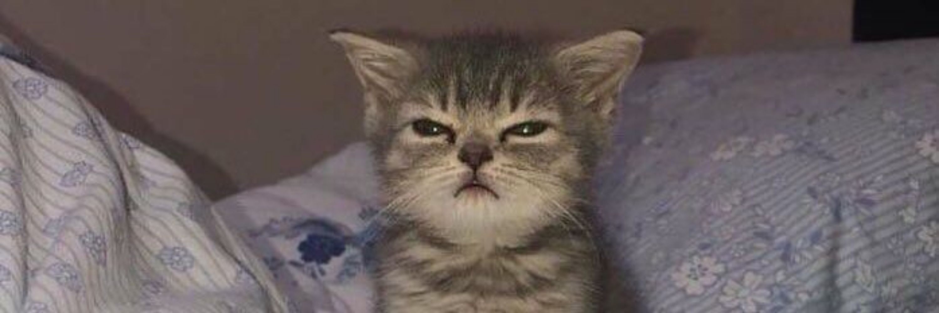 Liihbub3 
