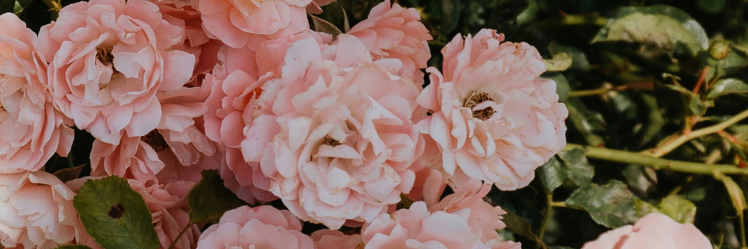 L 🌸
