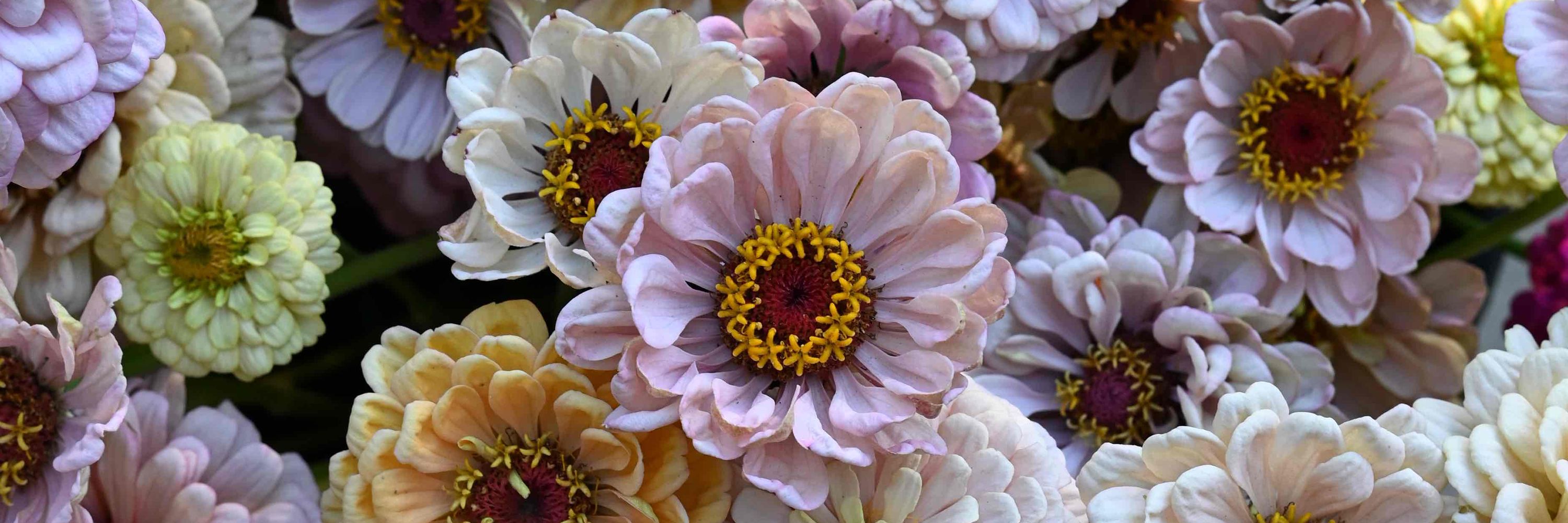 Casa Blanca Flower Farm 