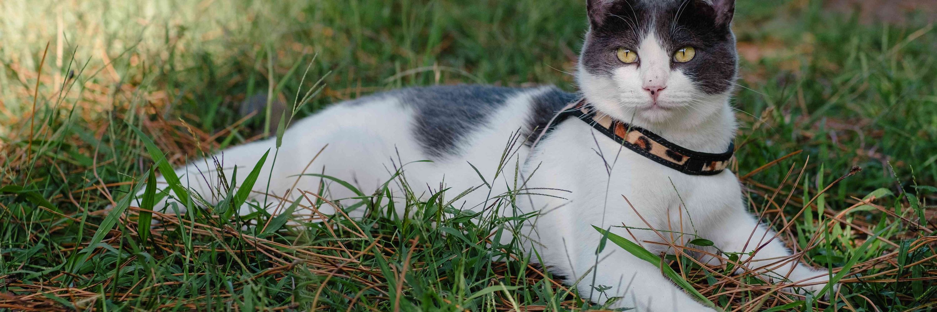 Cats of Eden