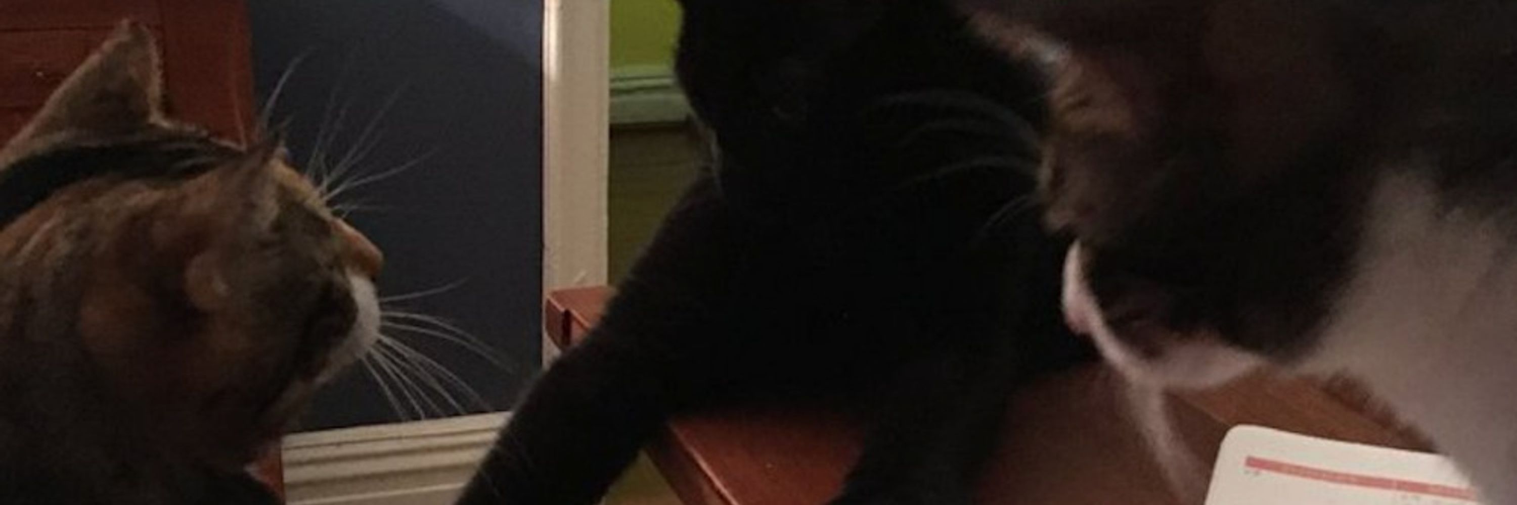 meowtree