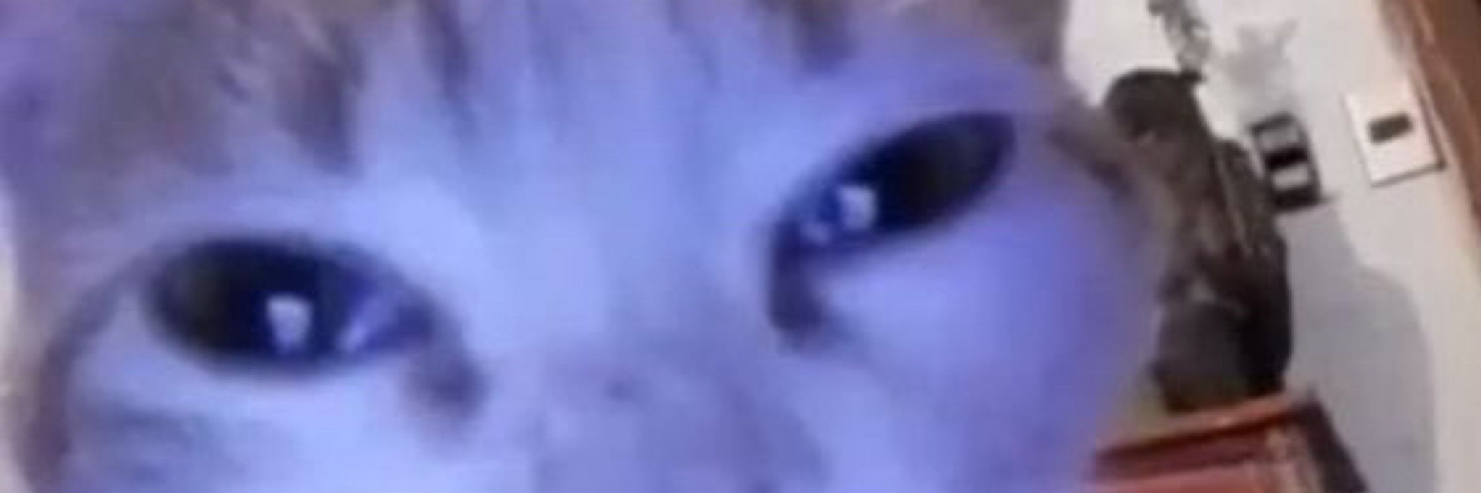 Barry B Benson 🐝