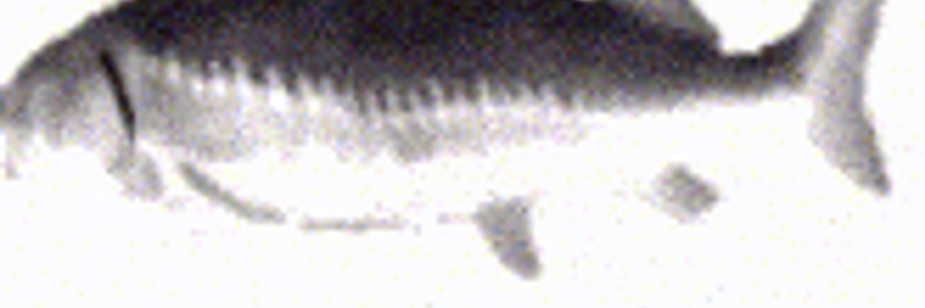 Elner
