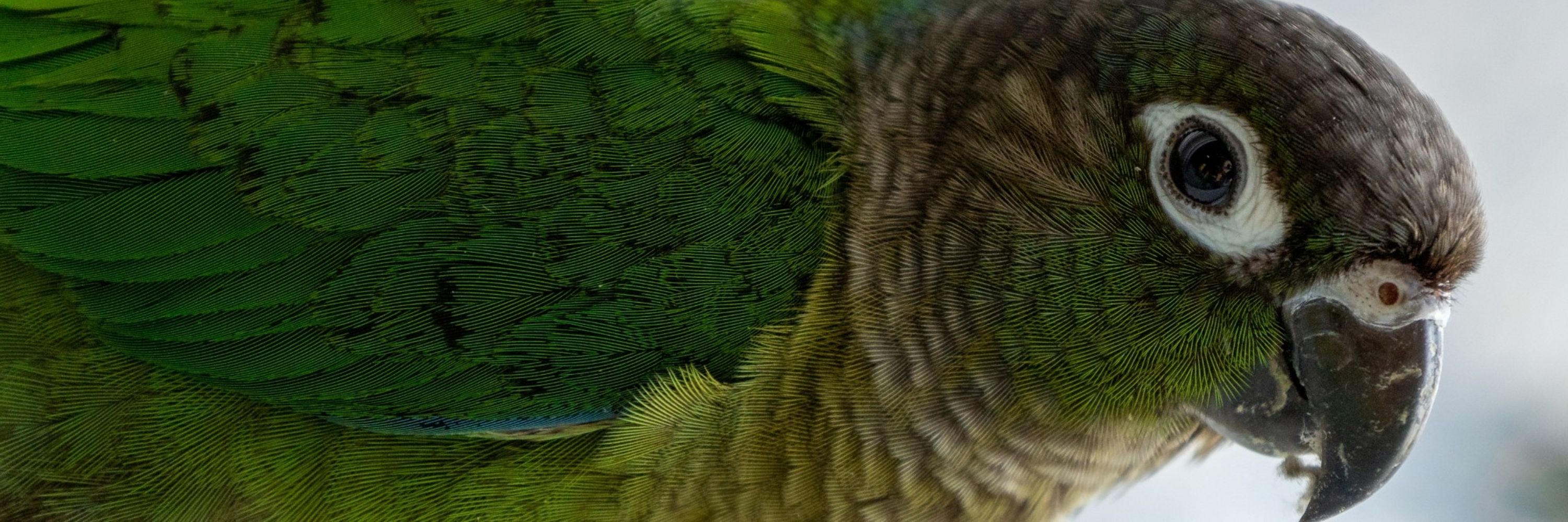 Kartoffel